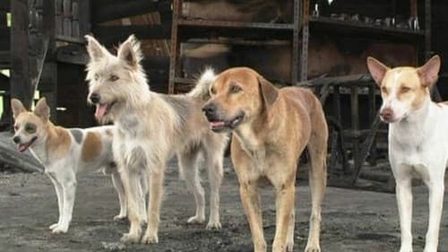 มะหมา 4 ขาครับ Bild 2