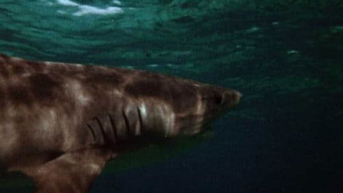 Mako, die Bestie Bild 7