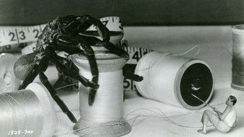 Die unglaubliche Geschichte des Mister C. Bild 3