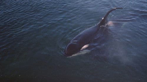 Namu, der Raubwal Bild 2