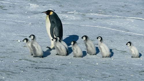 Die Reise der Pinguine Bild 7