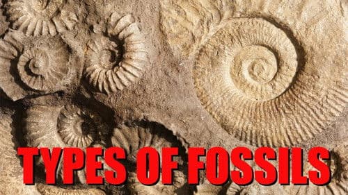 The Six Main Types of Fossilization Explained Bild 1