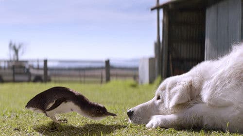 Oddball - Retter der Pinguine Bild 3