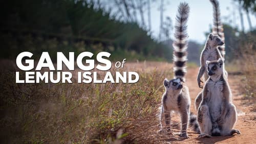 Gangs of Lemur Island Bild 2