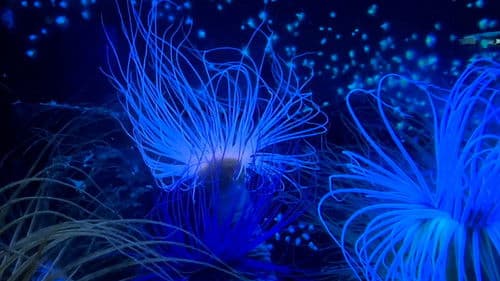 Le rêve des cigognes Bild 4