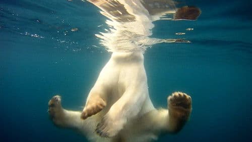 Polar Bears: Ice Bear Bild 6