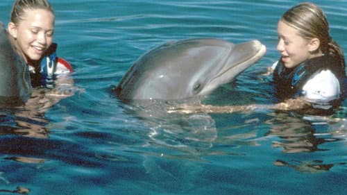 Ferien unter Palmen Bild 2