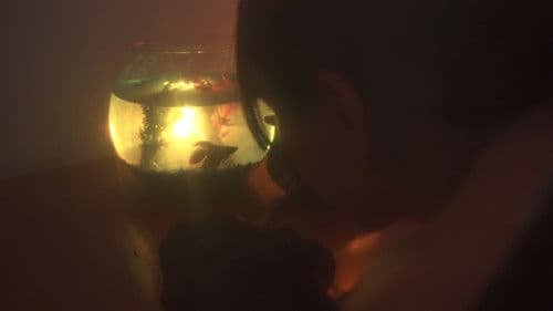 Devils in the Bush Bild 2