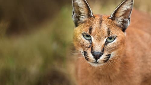 Wild Little Cats Bild 1