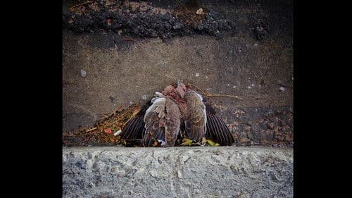 Estranho Animal Bild 1