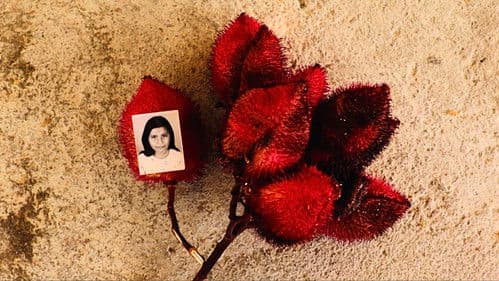 memória trêsporquatro Bild 1