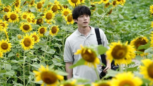 盤上の向日葵 Bild 2