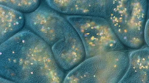 Journey to the Microcosmos Bild 8