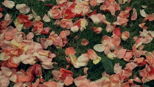 Die Sünde des Abbé Mouret Bild 6