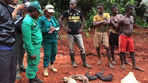 Silent Forests Bild 4