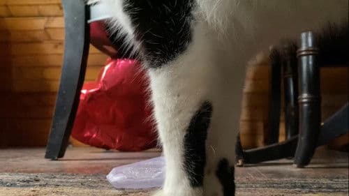 Manic Magic: a Poem in Four Parts Bild 1