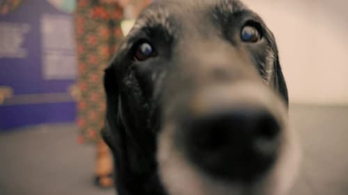 A Dog Called Laura Bild 1