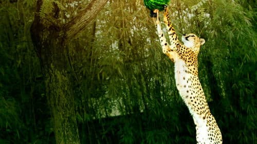 Big Cat Games Bild 4