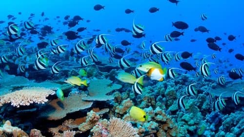 Unser blauer Planet Bild 4