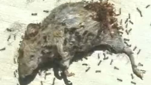 Dead Mouse with Ants Bild 2