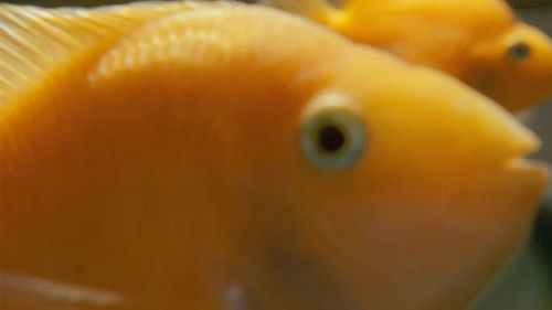 Илья и Захар: Масленица на пределе Bild 2