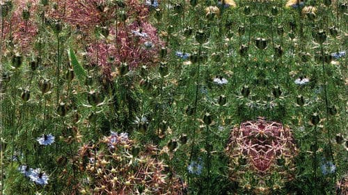 Gardens of the World with Audrey Hepburn Bild 1