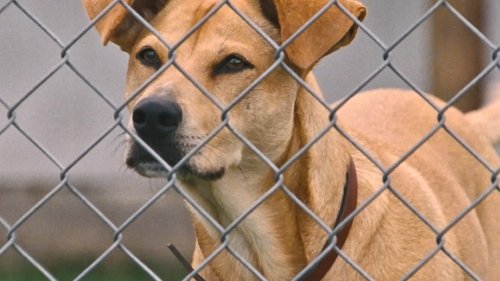 Wendy und Lucy Bild 2