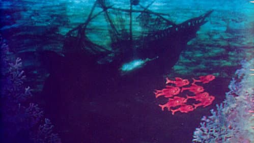 Apogoni Bild 1