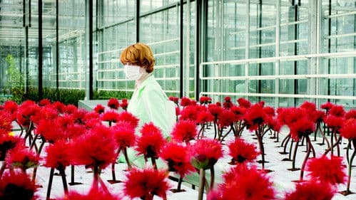 Little Joe - Glück ist ein Geschäft Bild 4