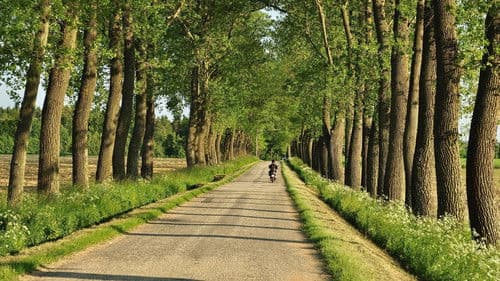 Aleje jako součást naší krajiny Bild 1