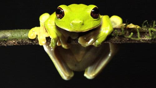 Expedition Neuguinea - Eine geheimnisvolle fremde Welt Bild 3