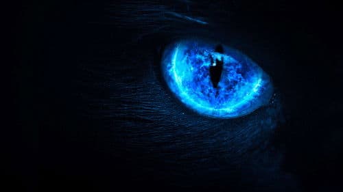 Eli Roth Presents: My Possessed Pet Bild 2