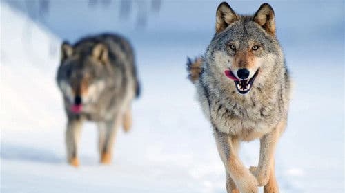 Wilder Grenzgänger - Der Wolf ist zurück Bild 7