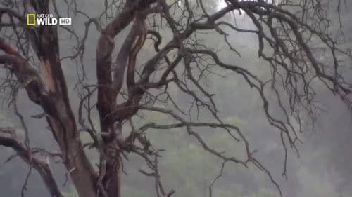 Lion Brotherhood Bild 1