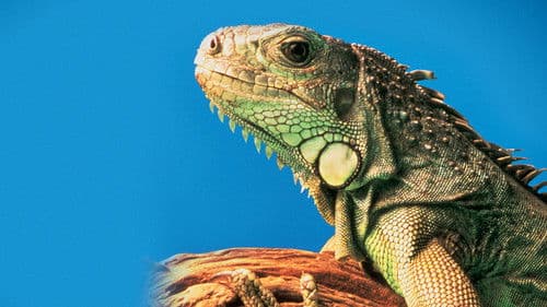 Die Wüste lebt Bild 5