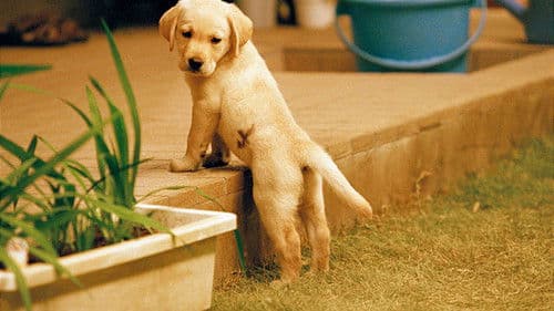 Quill - Ein Freund für´s Leben Bild 2