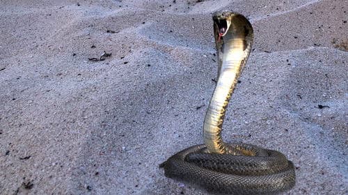 Venom Hunters – Die Giftjäger Bild 1