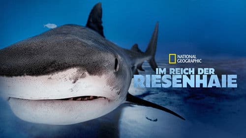 Im Reich der Riesenhaie Bild 5