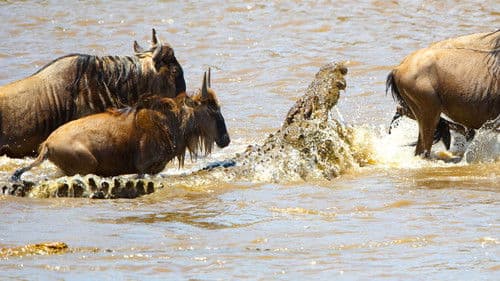 Predator Fail Bild 5