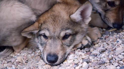 Man's First Friend Bild 3