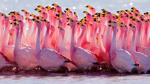 South America Untamed Bild 2