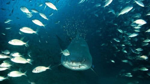 Wunder der Tiefe Bild 1