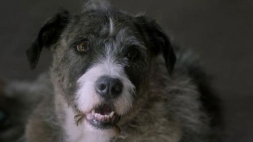 Life with Dog Bild 1