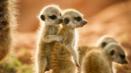 Wild Animals Babies Bild 1