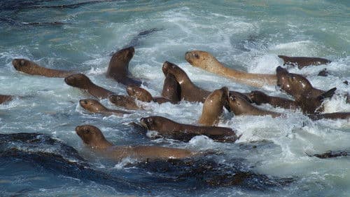 South America Untamed Bild 7