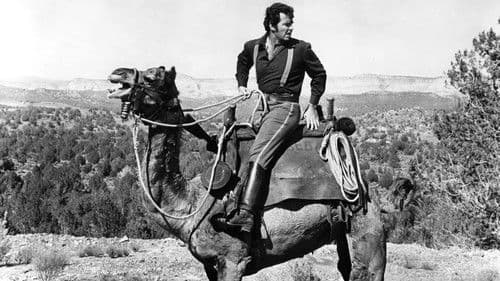 Ein Kamel im Wilden Westen Bild 2