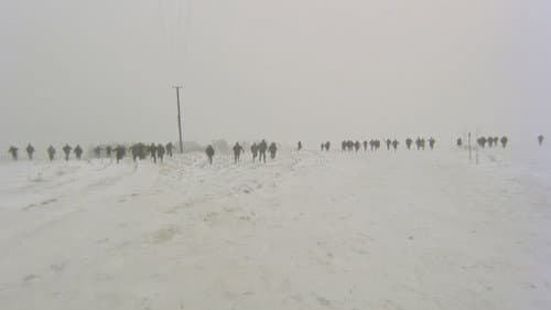 Tańczący jastrząb Bild 3