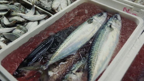 築地ワンダーランド Bild 2