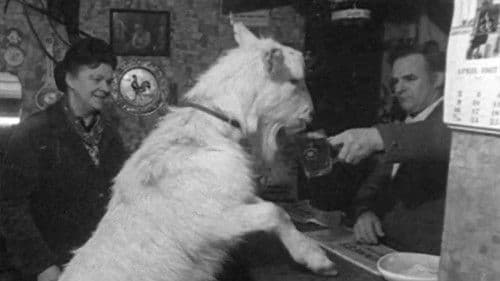 Beer-drinking Billy Bild 1