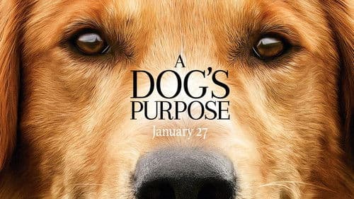 Bailey - Ein Freund fürs Leben Bild 8